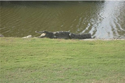58岁男子道基打高尔夫球遭鳄鱼偷袭，大腿被咬险丧命。