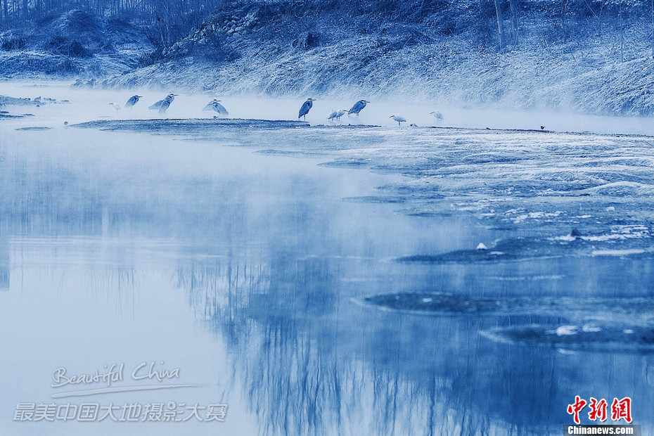 《冬之鹭》摄影：姬建强