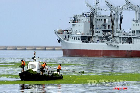 浒苔影响青岛军港已清理10余吨