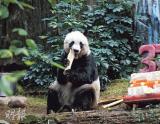 港大熊猫成同类