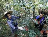 夫妻俩归隐终南山 每日采药行医为村民治病