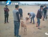 郑州现“狗兔赛跑”赌局 兔子当场被猎狗撕两半