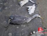 双牌县男子非法持枪盗猎野生动物被擒获