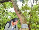中科院植物园百万黄檀被盗伐 另一棵被严重锯伤